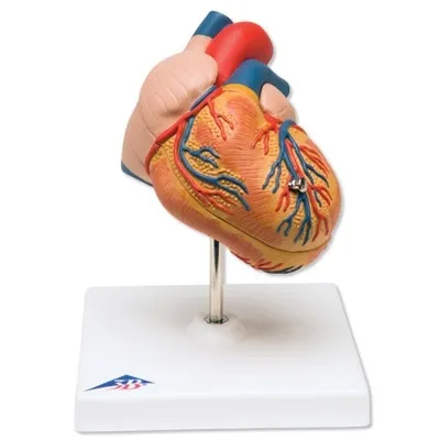 American 3B Scientific - G04 - Classic Heart w. Left Ventric.