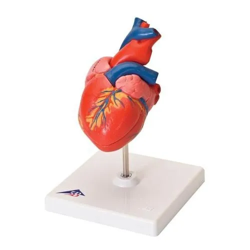 American 3B Scientific - G08 - Classic Heart, 2-part (G08)