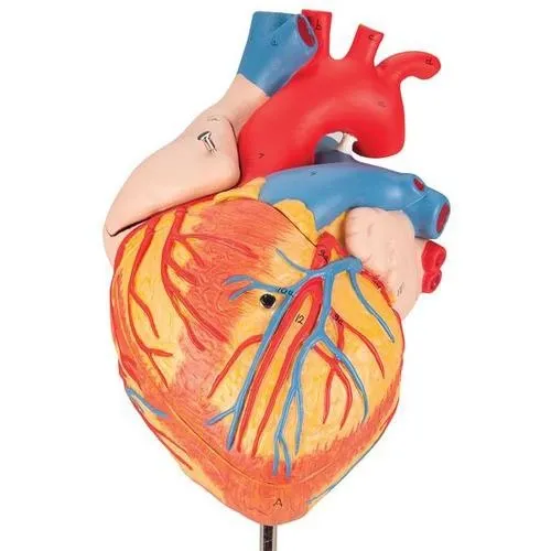 American 3B Scientific - G12 - Heart, 2-times life-size,