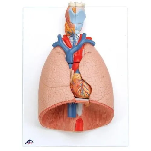 American 3B Scientific - G15 - Lung Model with larynx, 7-part