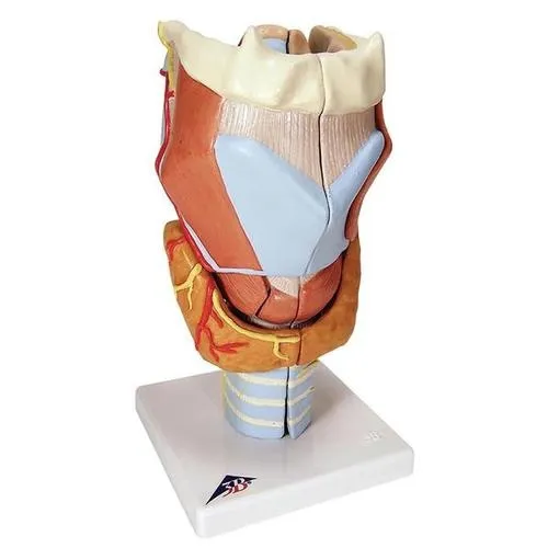 American 3B Scientific - From: G21 To: G22  Larynx, 2 times full size,