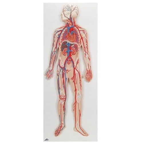 American 3B Scientific - G30 - Circulatory System