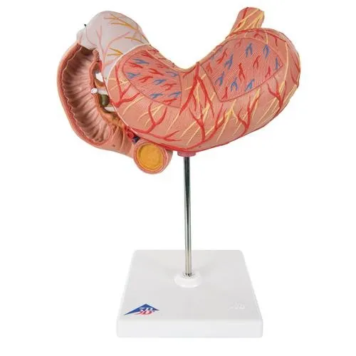 American 3B Scientific - From: K15 To: K16  Stomach, 2 part