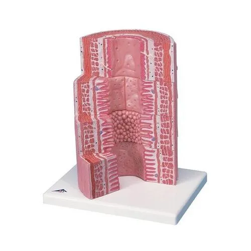 American 3B Scientific - From: K23 To: K24 - 3B MICROanatomy&trade; Digestive Sys
