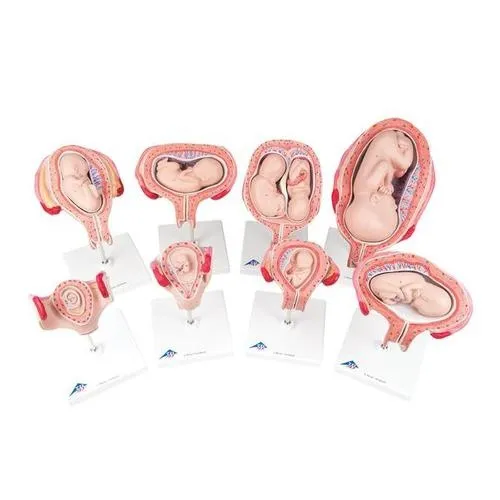 American 3B Scientific - L10 -  Pregnancy Series, 8 Models