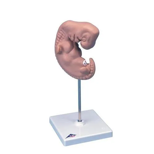 American 3B Scientific - L15 - Embryo, 25 times life-size