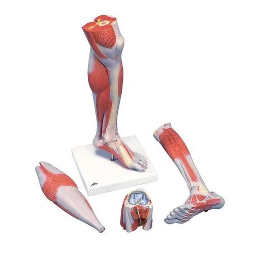 American 3B Scientific - M22 - Lower Muscled Leg with Knee