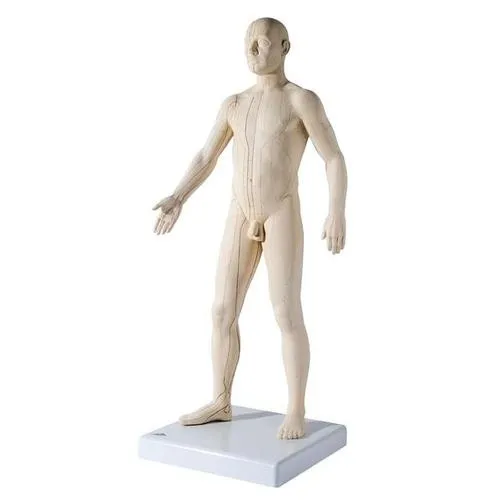 American 3B Scientific - From: N30 To: N31  Acupuncture Model Male