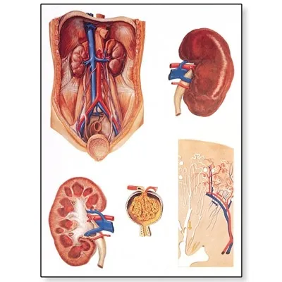 American 3B Scientific - From: V2006M To: V2016U - Internal Organs wall chart 84x118 cm