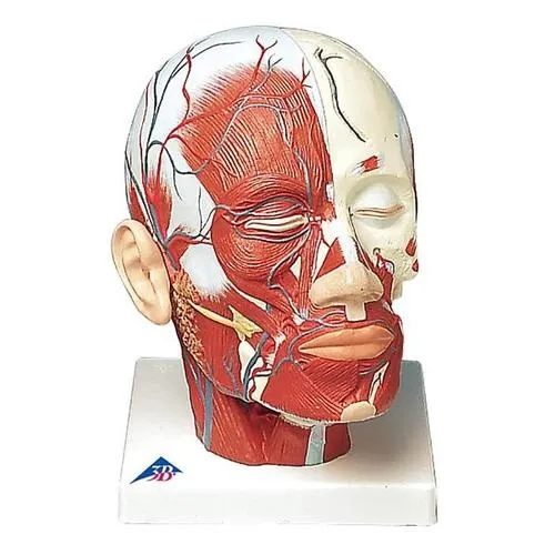 American 3B Scientific - From: VB127 To: VB129 - Head Musculature additionally