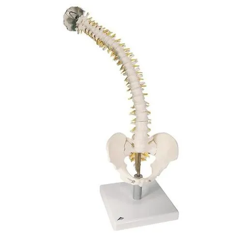 American 3B Scientific - VB84 - Flexible Spine with soft