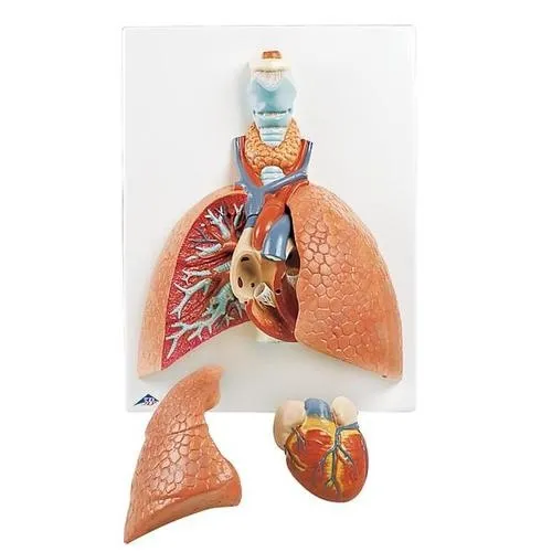 American 3B Scientific - VC243 - Lung Model with larynx, 5-part