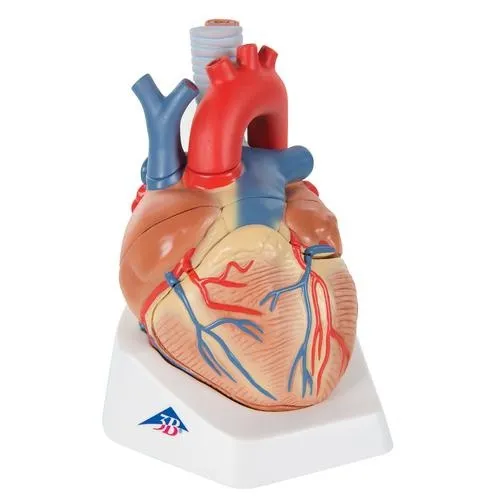 American 3B Scientific - VD253 - Heart, 7-part
