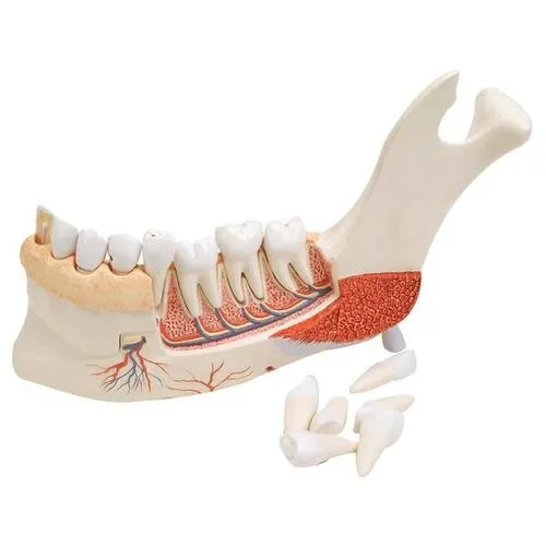 American 3B Scientific - VE290 - Advanced Half Lower Jaw with
