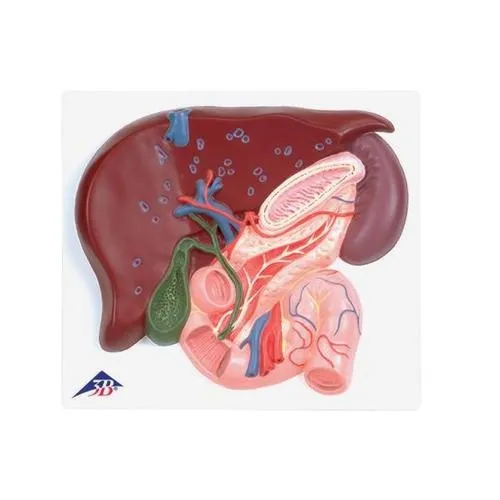 American 3B Scientific - VE315 - Liver with Gall Bladder,