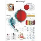 American 3B Scientific From: VR1226L To: VR1226UU - Human Eye Chart_EN_L Chart_EN_P