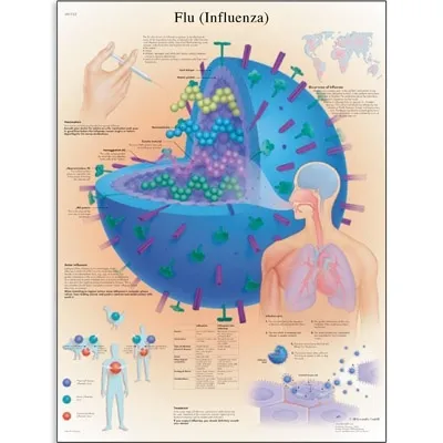 American 3B Scientific - VR1722L - Flu (Influenza) Chart_EN_L