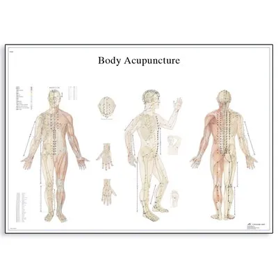 American 3B Scientific From: VR1820L To: VR1821UU - Body Acupuncture Chart_EN_L Chart_EN_P Ear