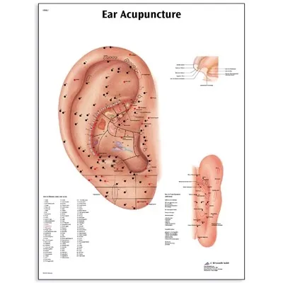 American 3B Scientific - From: VR1820L To: VR1821L - Ear Acupuncture Chart_EN_L