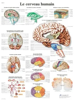 American 3B Scientific - From: VR2615L To: VR2615UU - Le cerveau humain Chart_FR_L