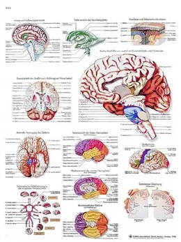 American 3B Scientific - From: VR3615L To: VR3615UU - El cerebro humano Chart_ES_L
