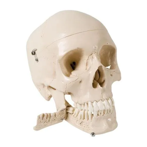 American 3B Scientific - W10532 - Skull with teeth for