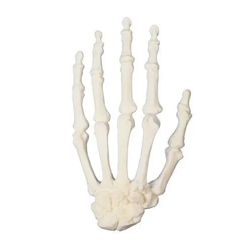 American 3B Scientific - From: W19142 To: W19143 - ORTHOBone Hand