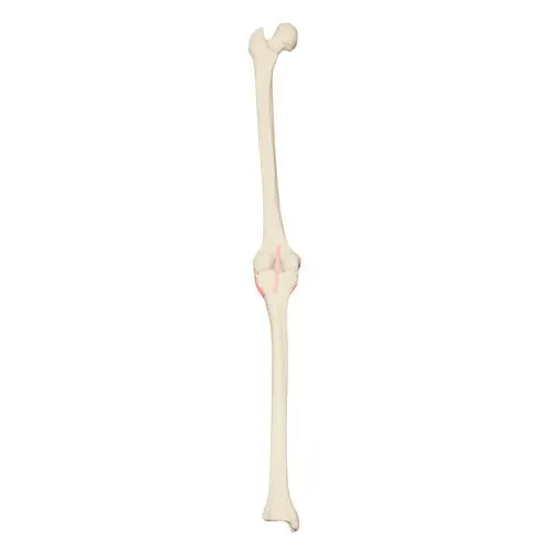 American 3B Scientific - From: W19146 To: W19147 - ORTHOBone Left Knee
