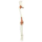 American 3B Scientific - From: XA029 To: XA032  Skeleton:Leg.lig.number.right