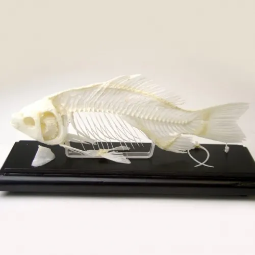 C&A Scientific - 51001 - Fish Skeleton