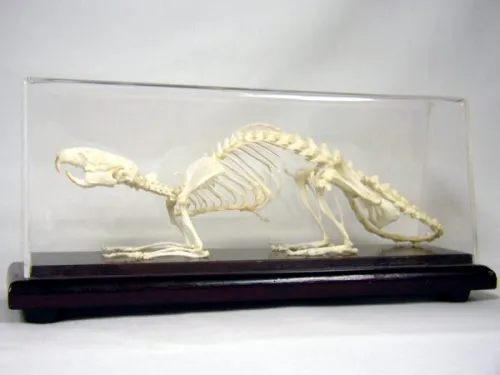 C&A Scientific - 51012 - Rat Skeleton