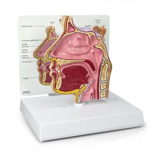 GPI Anatomicals - 2850 - Human Sinus Model