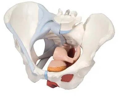 Fabrication Enterprises - From: 12-4574 To: 12-4575 - 3b Scientific Anatomical ModelFemale Pelvis