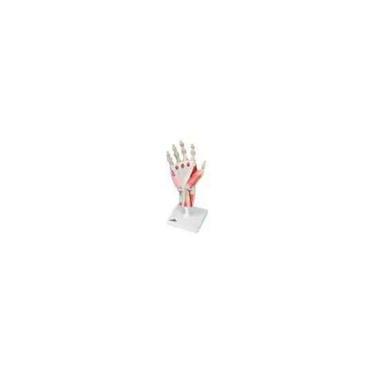 American 3B Scientific - From: M33 To: M33/1 - Hand Skeleton Model