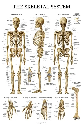 Milliken - ANA208PL15 - The Skeletal System Chart
