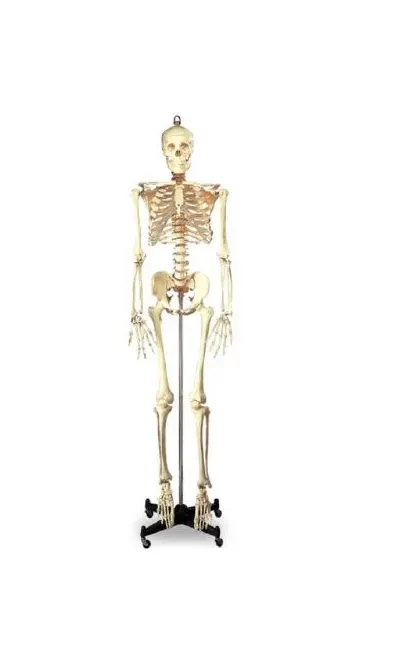 Nasco - Wolters Kluwer - SB25209 - Full-Size Skeleton Wolters Kluwer 5 foot 6 Inch 46 lbs.