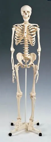 Wolters Kluwer Health - A10 - Skeleton Model Plastic